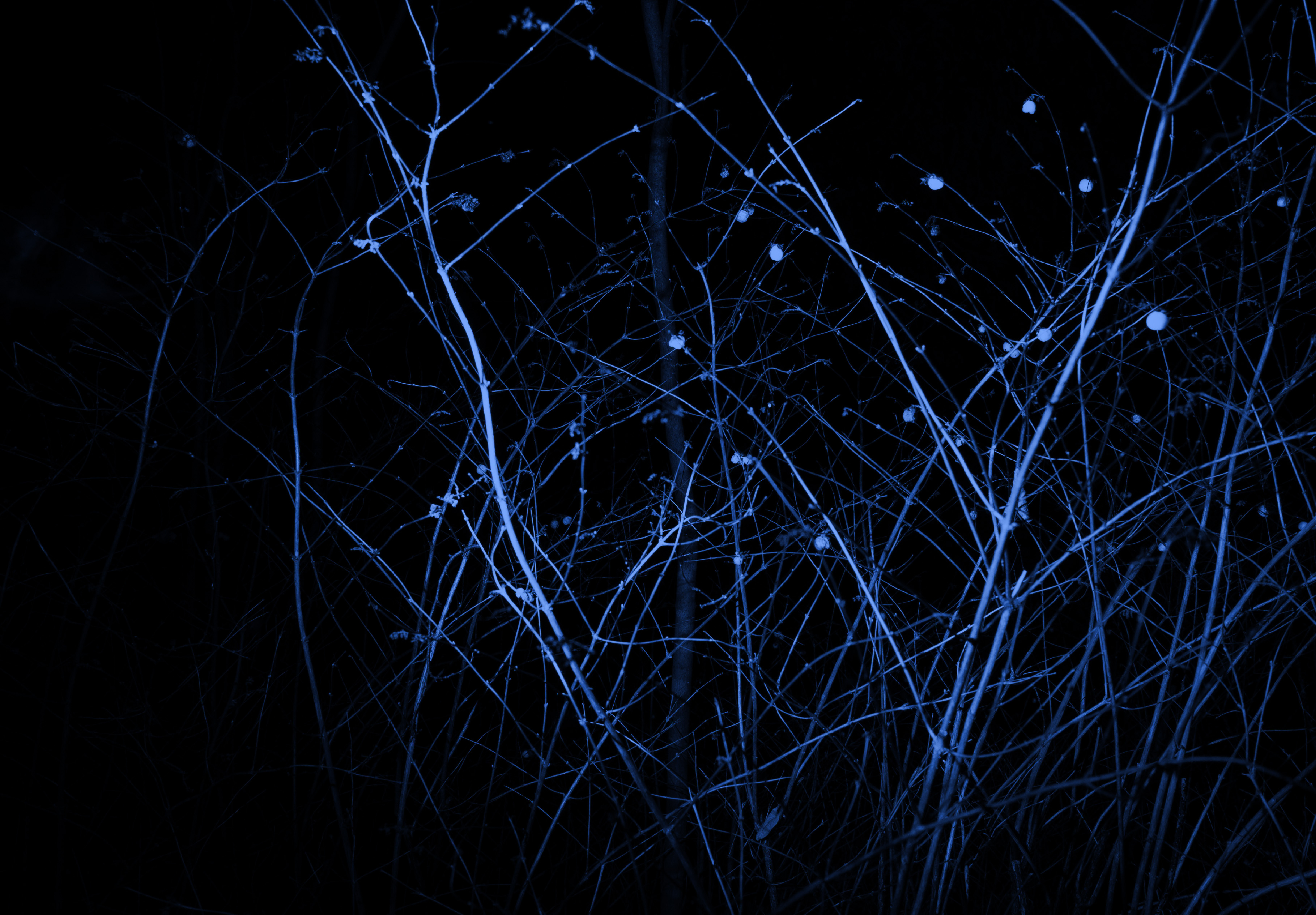 zamus : festival de musique ancienne | lovebird.s | trio.s