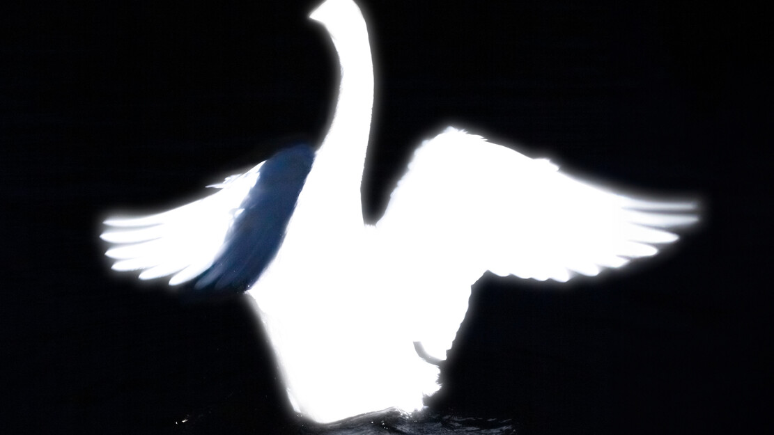 zamus : festival de musique ancienne | The Oneirocritics - Une improvisation interactive