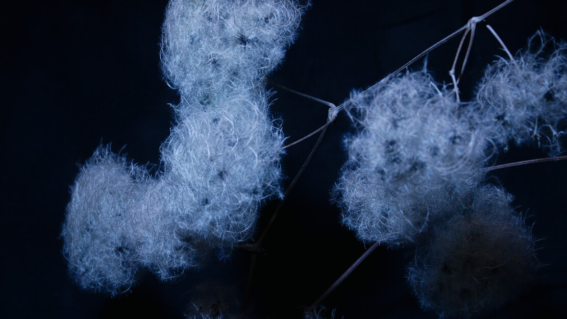 zamus : festival de musique ancienne | zamus : académie | avec Clara Blessing et Evgeny Sviridov