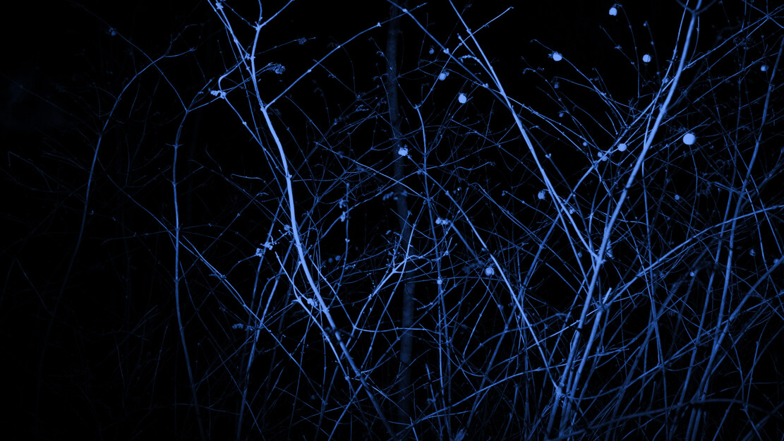 zamus : festival de musique ancienne | lovebird.s | trio.s