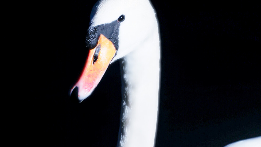 zamus: early music festival | Metamorfosi Trecento | with Clara Blessing und Evgeny Sviridov