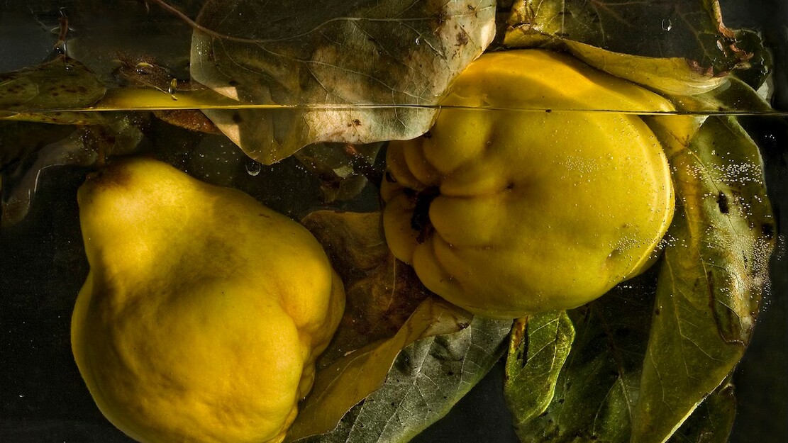 CONCERT: CAPELLA DE MINISTRERS - CLAROSCURO