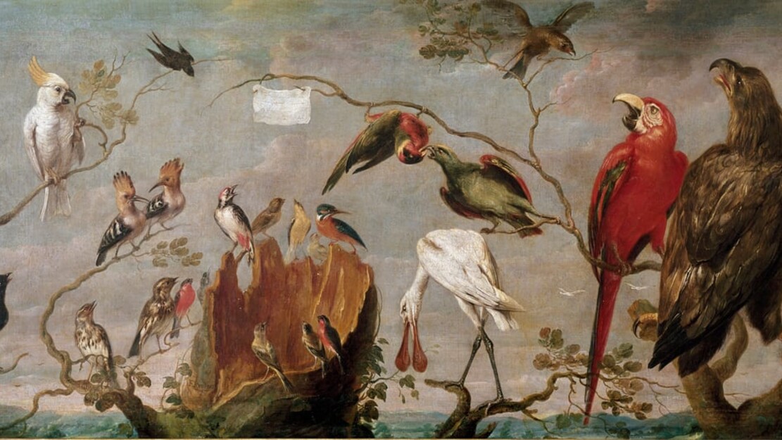 The Bird's concert