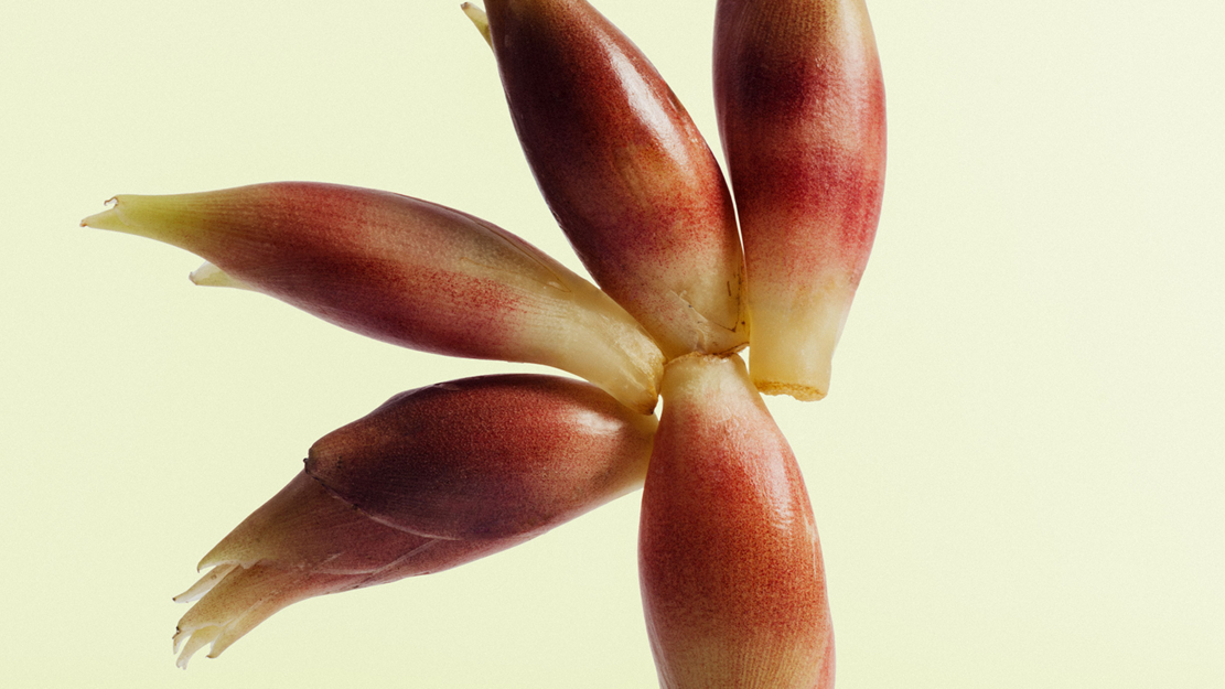 Paradise re-load – Die Geschichte von Luzifers Sturz | zamus: early music festival 2026